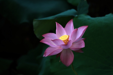 夏季荷塘盛开的荷花特写素材