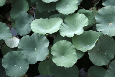 夏季荷塘盛开的荷花特写素材