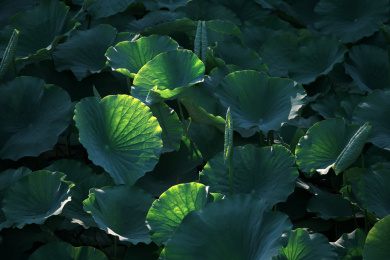 夏季荷塘盛开的荷花特写素材