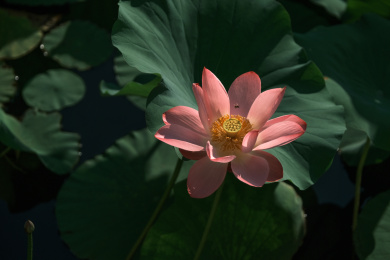 夏季荷塘盛开的荷花特写素材