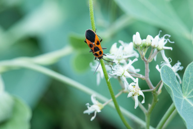 趴在枝条上的蝽