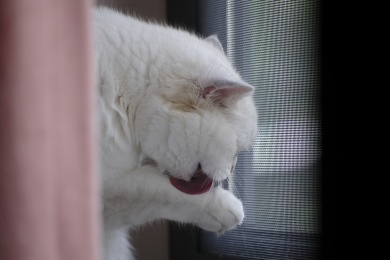 窗台上舔舐爪子的白色小猫