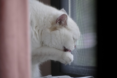 窗台上舔舐爪子的白色小猫