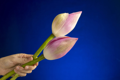 女性手拿荷花特写蓝色背景