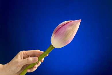 女性手拿荷花特写蓝色背景