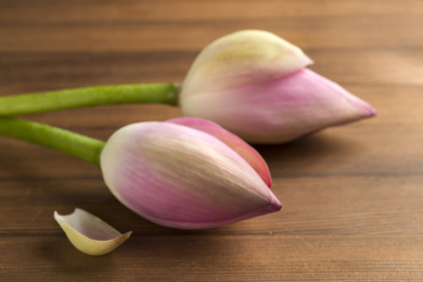 荷花花蕾荷花花苞花骨朵特写