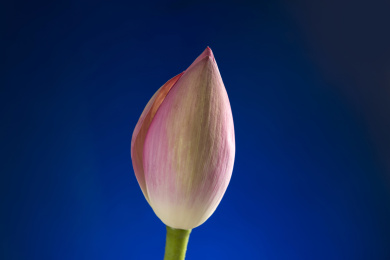 荷花花蕾荷花花苞花骨朵特写