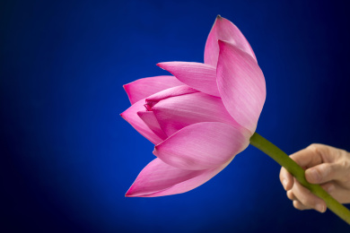 女性手拿荷花特写蓝色背景