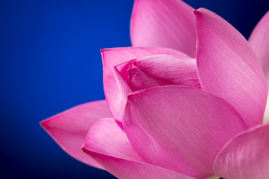 盛开的荷花花头特写蓝色背景