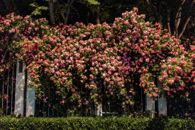 花墙蔷薇花