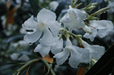 雨中的夹竹桃