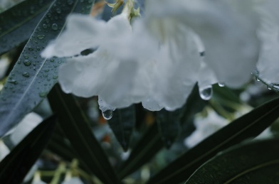 雨中的夹竹桃