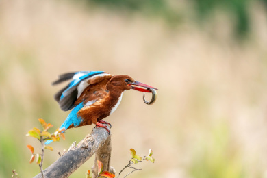 白胸翡翠鸟站在溪流边的枝头上伺机捕鱼