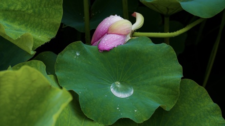 夏日的荷花盛放