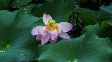 夏日的荷花盛放