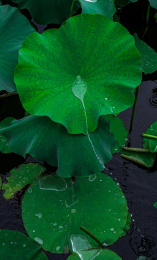 夏日的荷花盛放