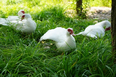 一群番鸭草地玩耍