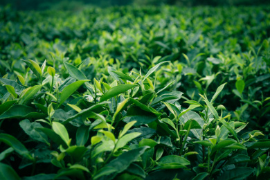 茶园里成片的茶叶