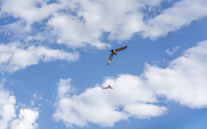 鸽子一群鸟类在天空飞翔蓝天白云