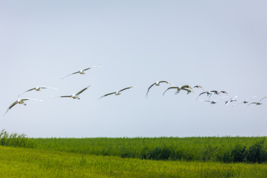 齐齐哈尔扎龙湿地自然保护区的丹顶鹤