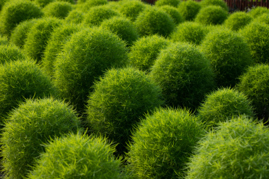 绿色地肤草背景