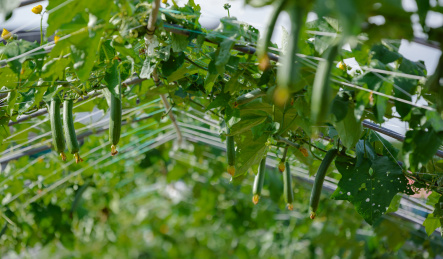 夏季生长的丝瓜