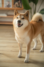 室内的一只宠物柴犬