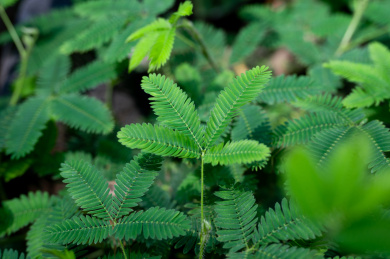 夏天绿色含羞草