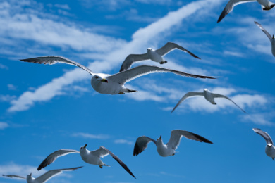 山东省烟台市大黑山岛海鸥