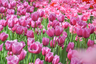 郁金香花海