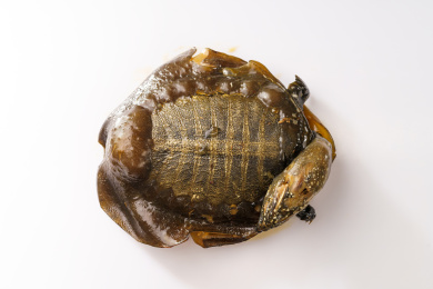 纯白色背景下的葱烧甲鱼