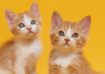 可爱的两只小猫