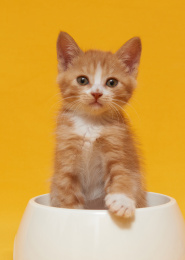 可爱的小猫和宠物碗