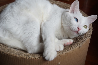 白猫在猫窝可爱温顺乖巧宠物家猫异色瞳特写