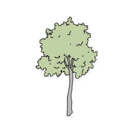 树插画素材