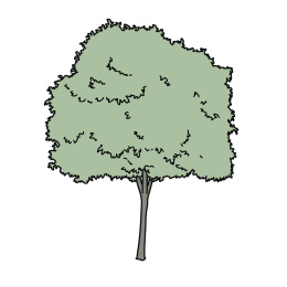 树插画素材