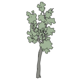 树插画素材