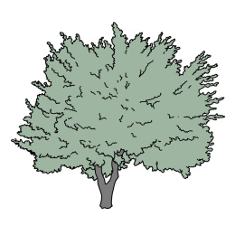 树插画素材