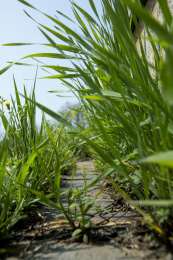 草丛中的狭长小路