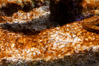 特写海缸失衡后沙子上蔓延的红泥藻