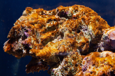 海水活石表面上蔓延的红泥藻特写