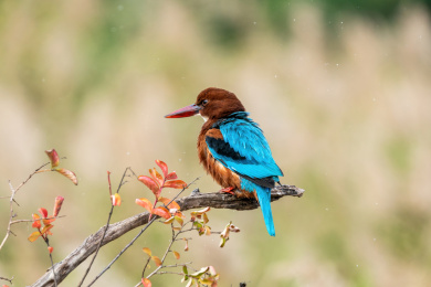 白胸翡翠鸟站在溪流边的枝头上伺机捕鱼