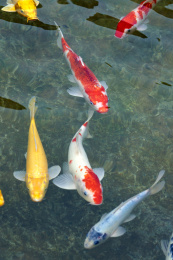 安阳殷墟博物馆里的鱼
