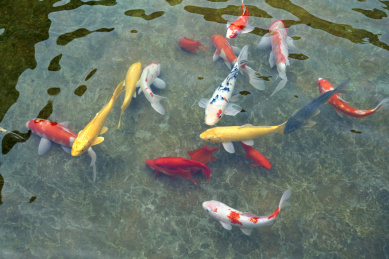 安阳殷墟博物馆里的鱼