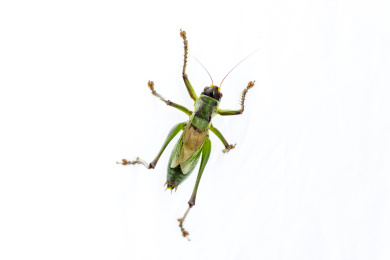 鸣虫蝈蝈站立在桌面上特写