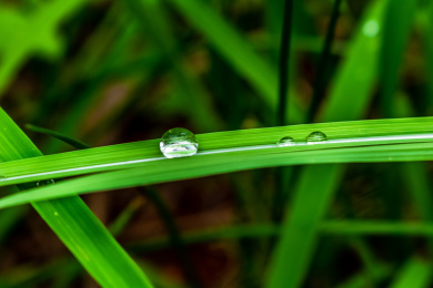 夏日里的青翠生机