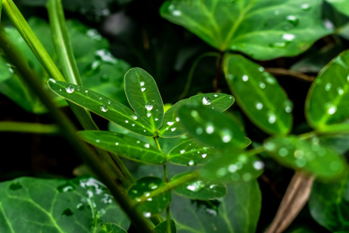 夏日里的青翠生机