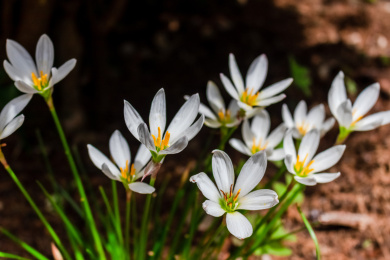 夏日里的青翠生机