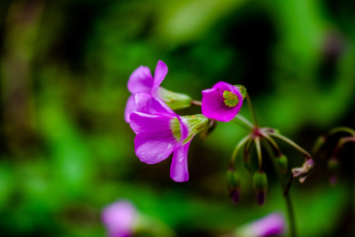 夏日里的青翠生机