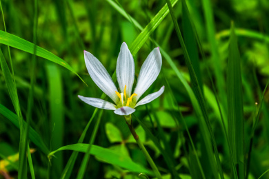 夏日里的青翠生机